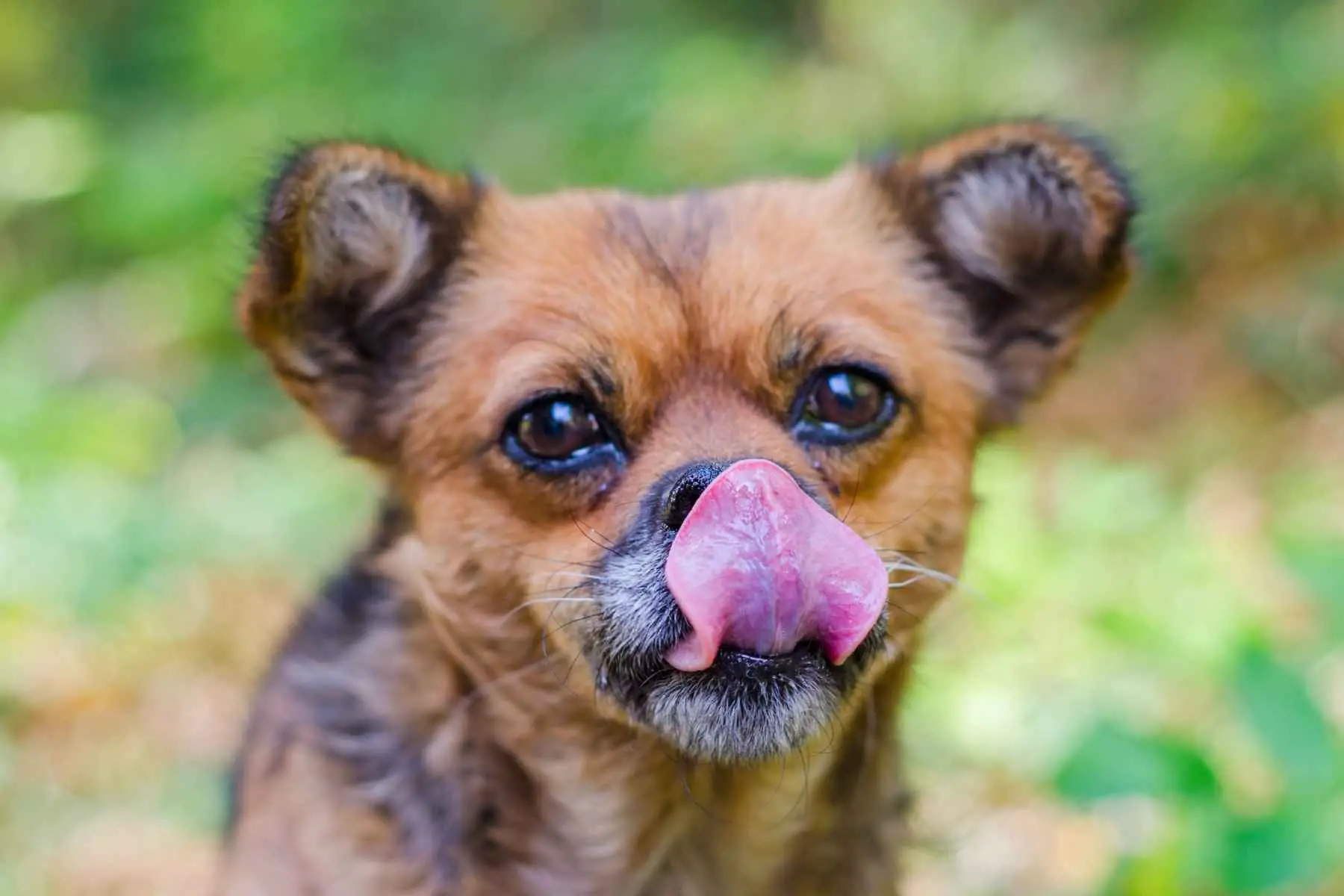 Cute dog licking its nose