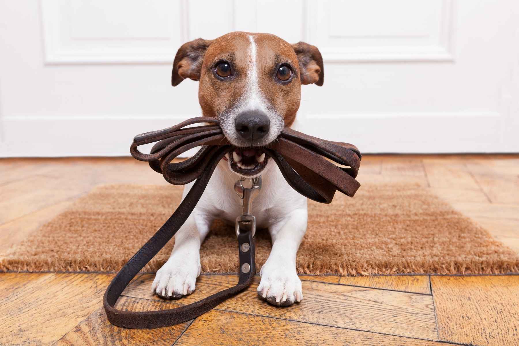 Dog holding his collar in his mouth