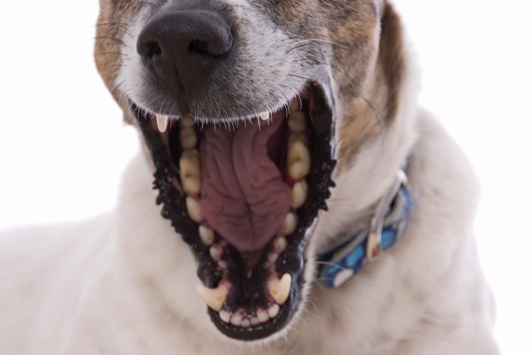 Dog mouth with lip ridges