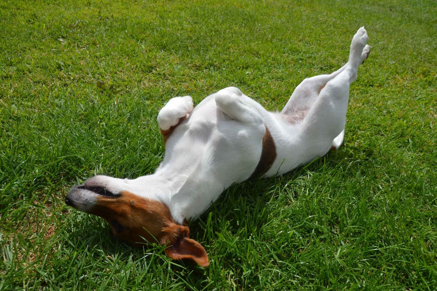 Dog playing dead on the lawn