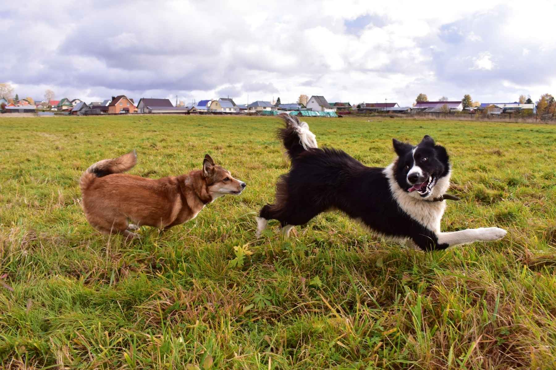 Two excited dogs spinning in circles