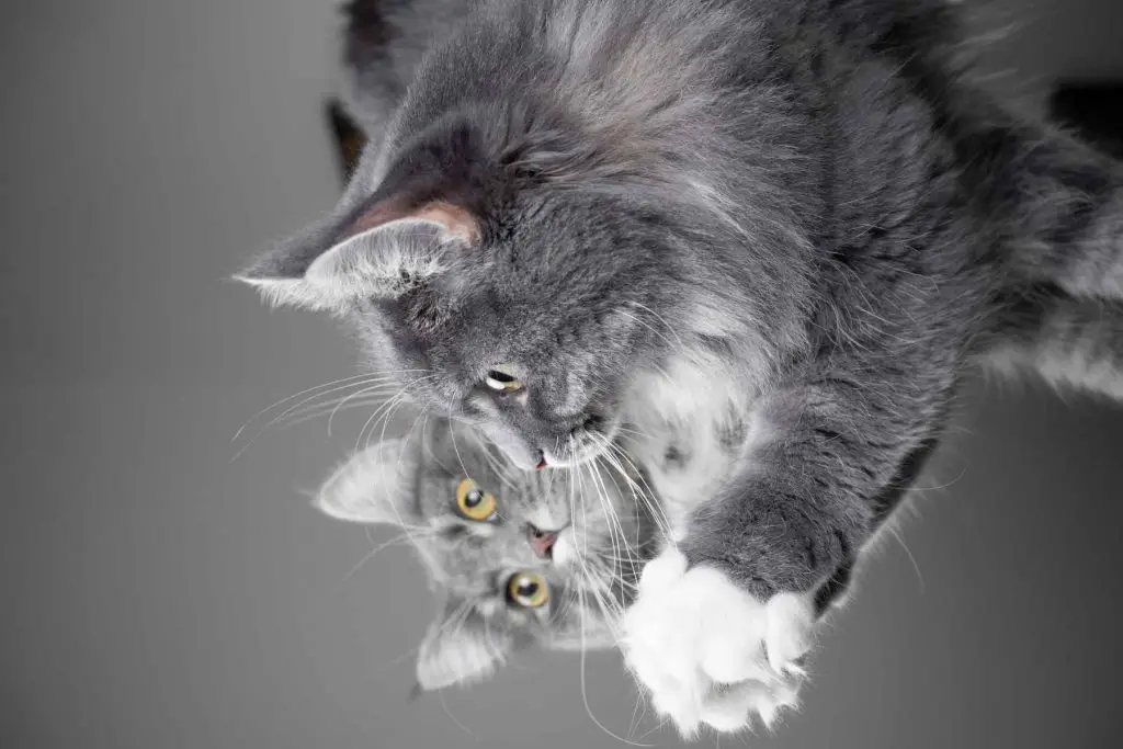 Why Does My Cat Scratch the Mirror?