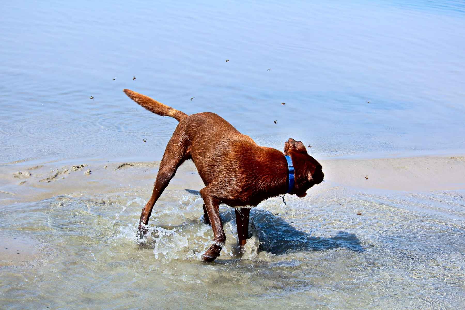 Dog getting scared because of flies