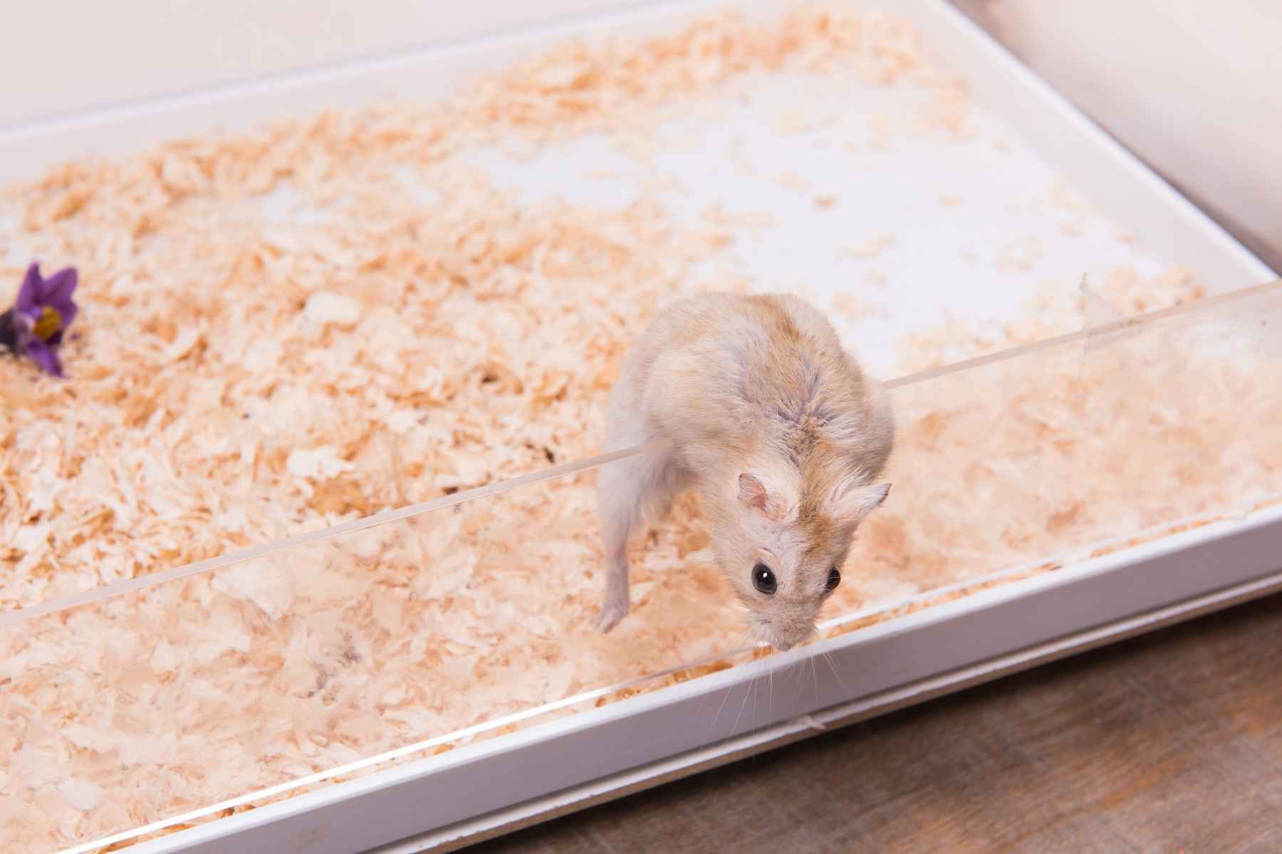 A hamster is trying to escape from its cage