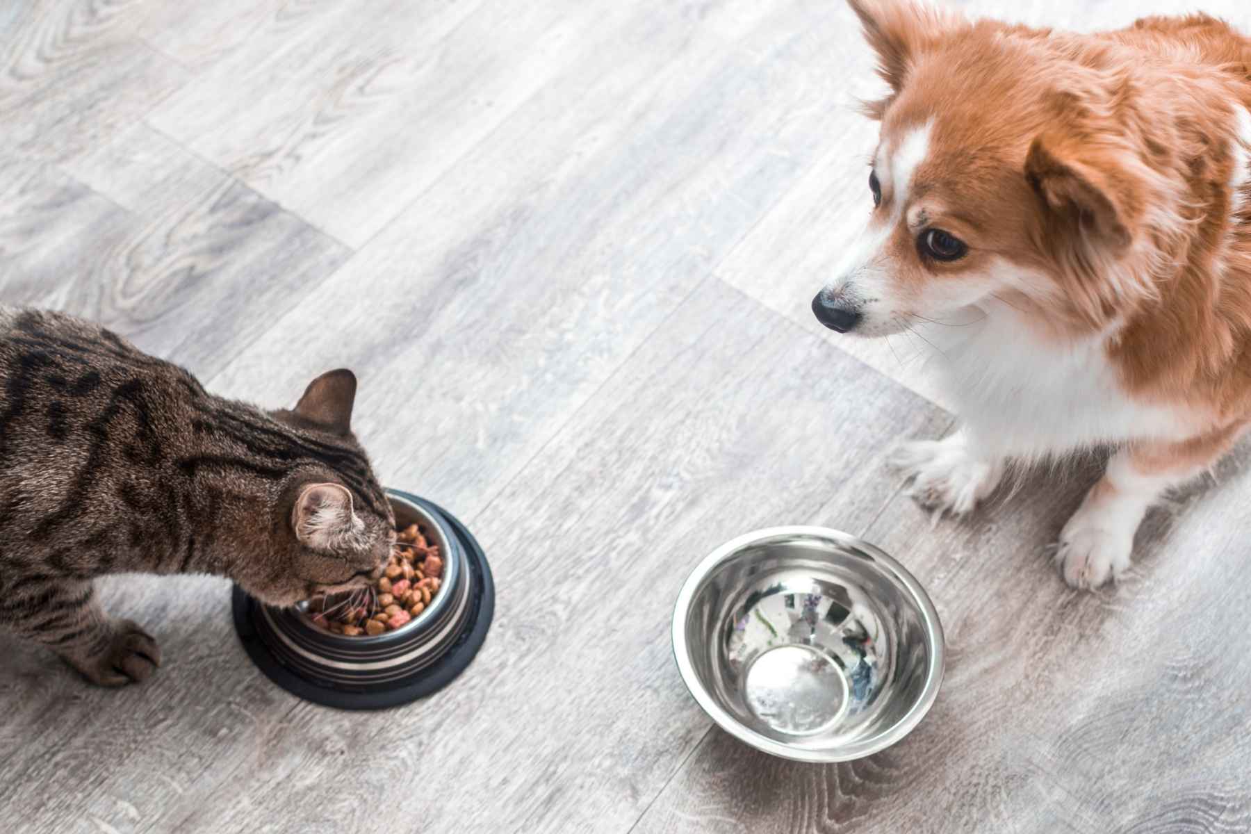 Cat eating dog food from the dog's bowl