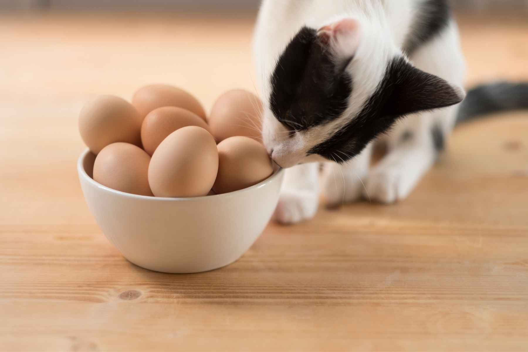 Black and white cat sniffing on a bowl of eggs
