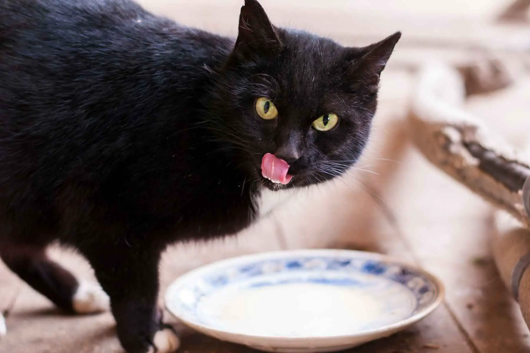 Black cat having oat milk from a saucer