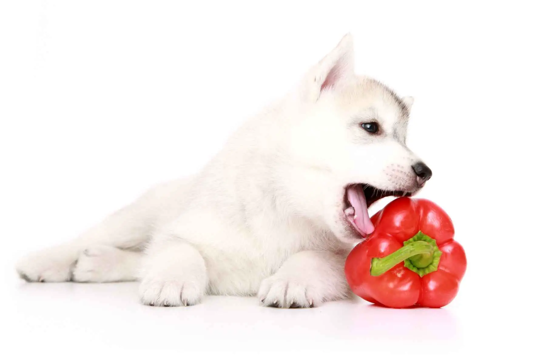 White puppy eating a red bell pepper