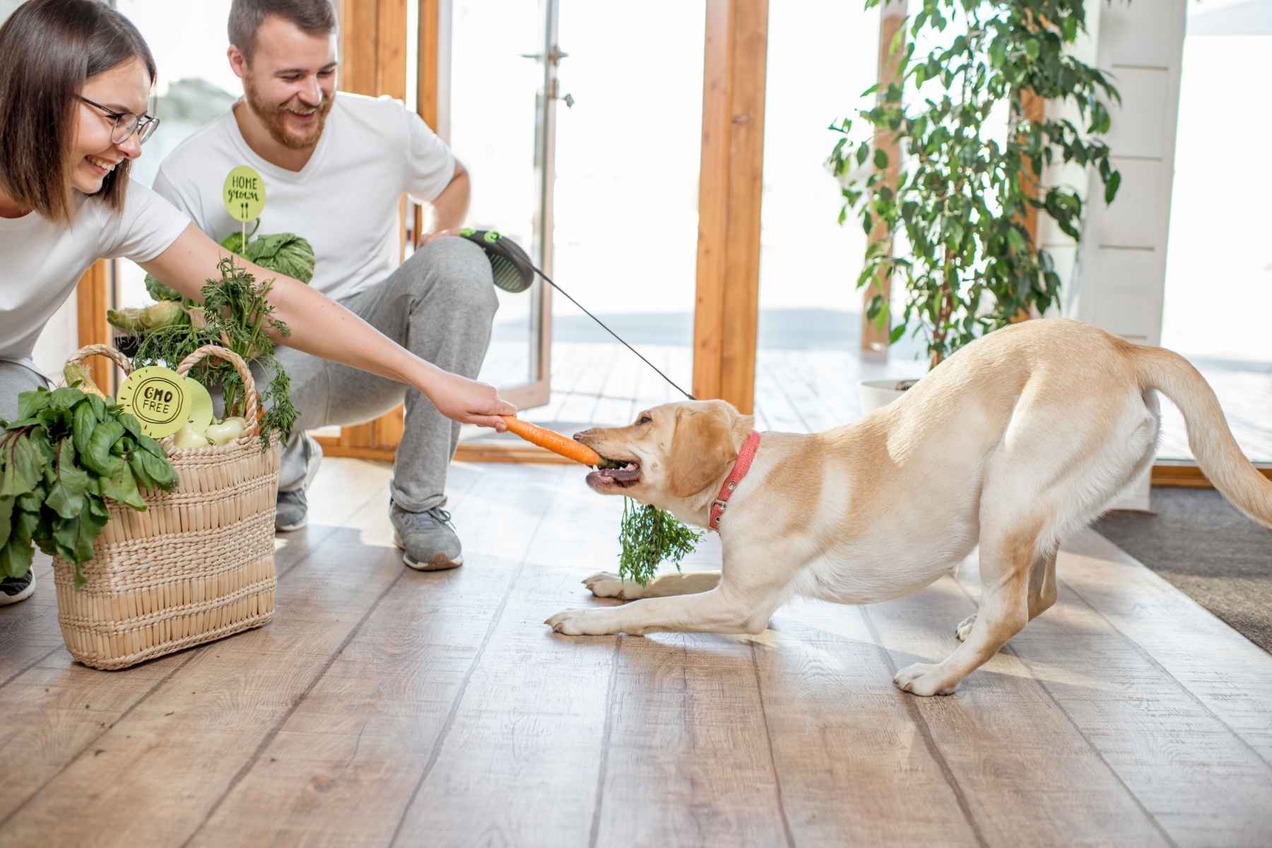 Dog trying to snatch a carrot from its owners