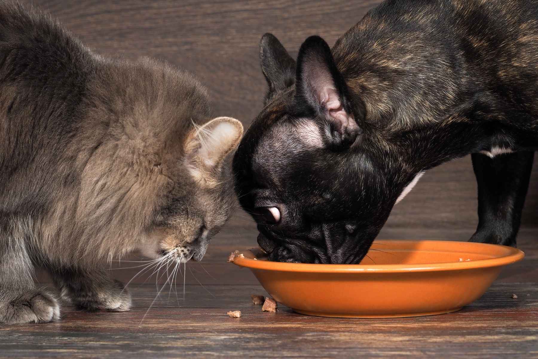 Dog eating cat food from a bowl and the cat is not happy