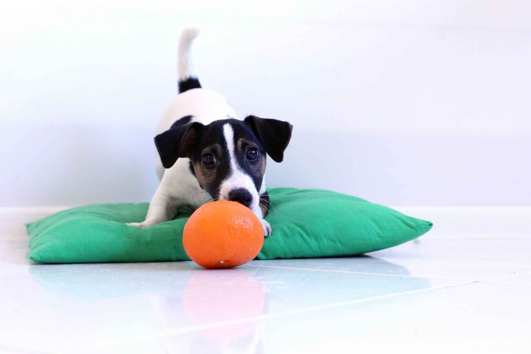 Dog sniffing on a clementine while standing on a green pillow