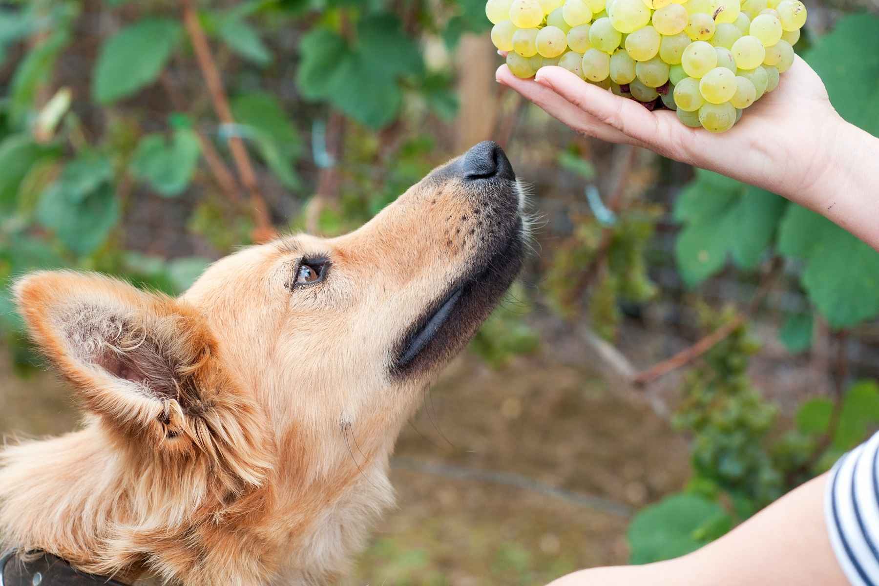 Dog sniffing at grapes in its owner's hand