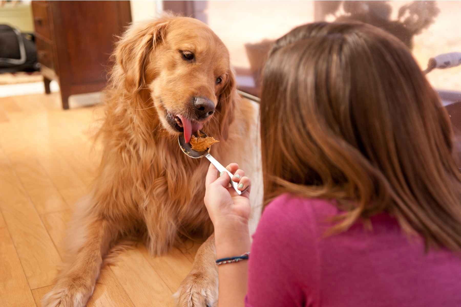 Dog spoon fed with peanut butter