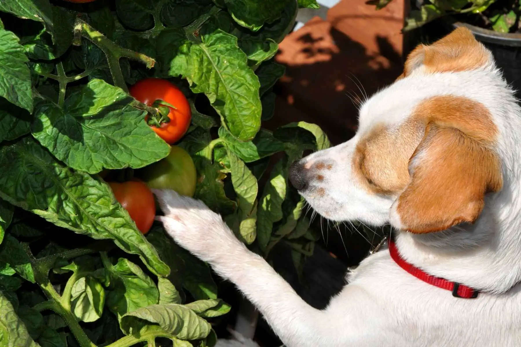 Dog pawing a tomato plant