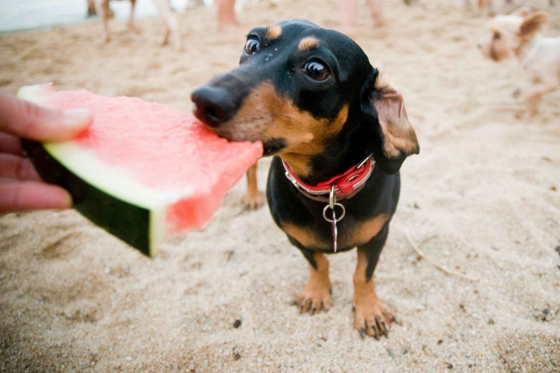 Dog eating a slice of watermelon on the beach