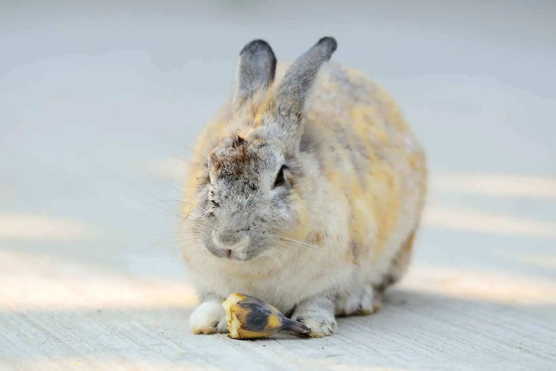 Rabbit eating a small piece of banana with peel
