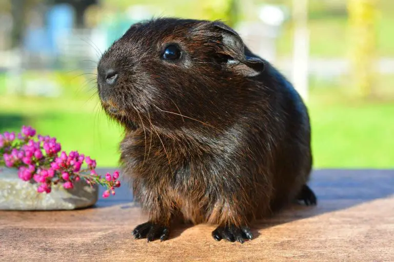 Brown guinea pig next to a pink flower