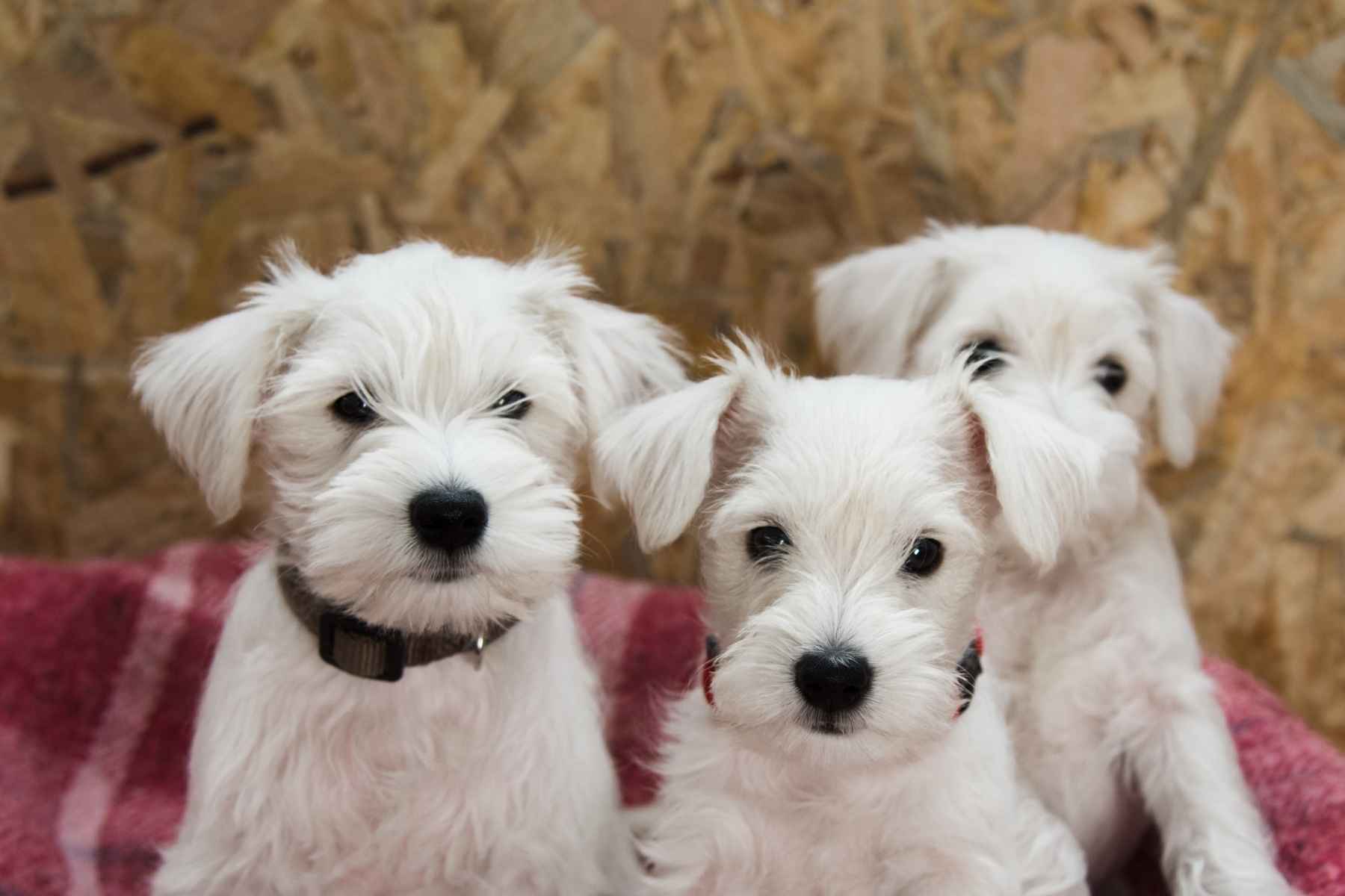 Three cute white puppies