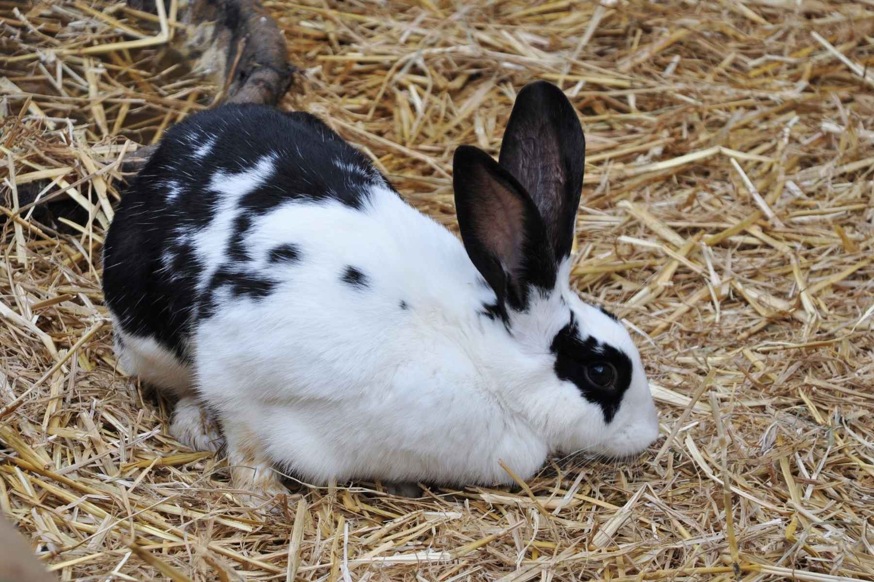 A pregnant rabbit in hay