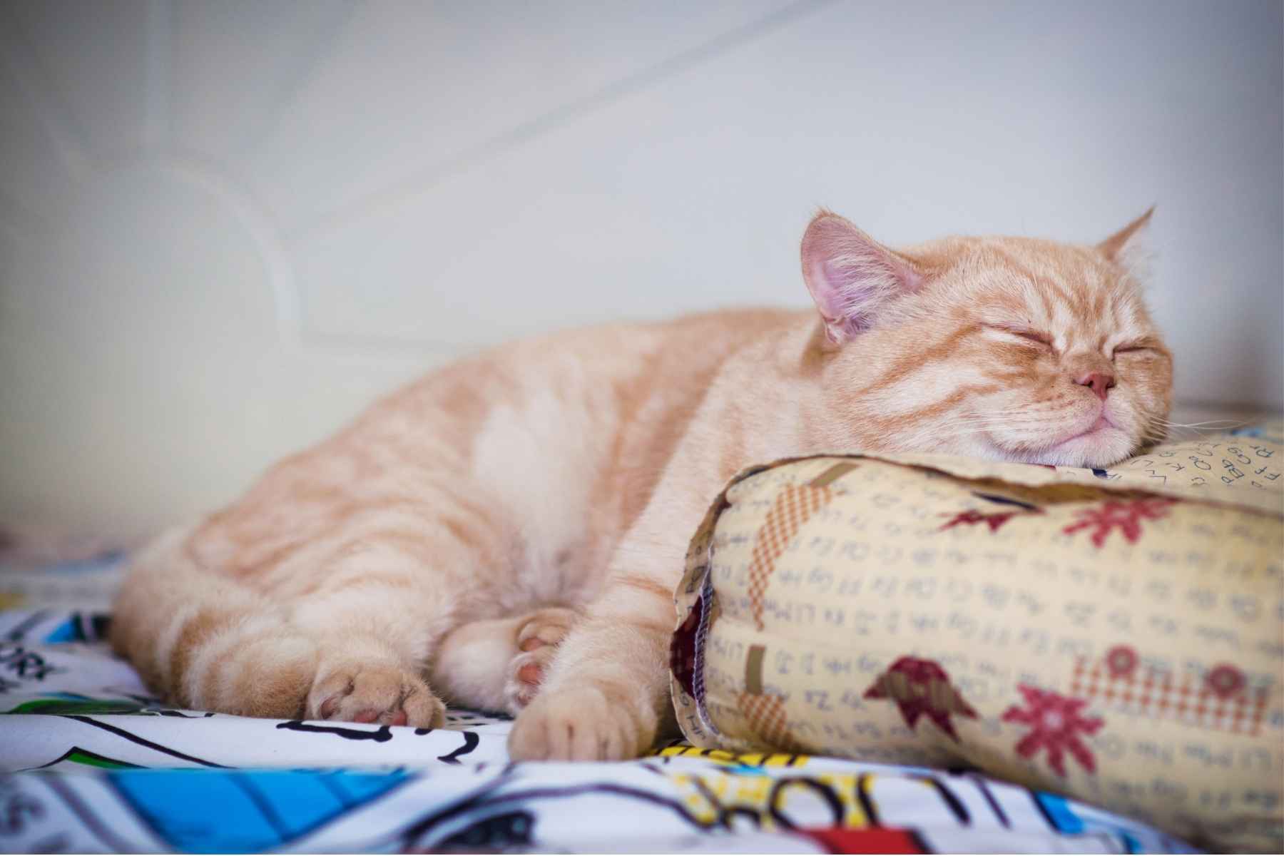 Cat sleeping with its head on a pillow