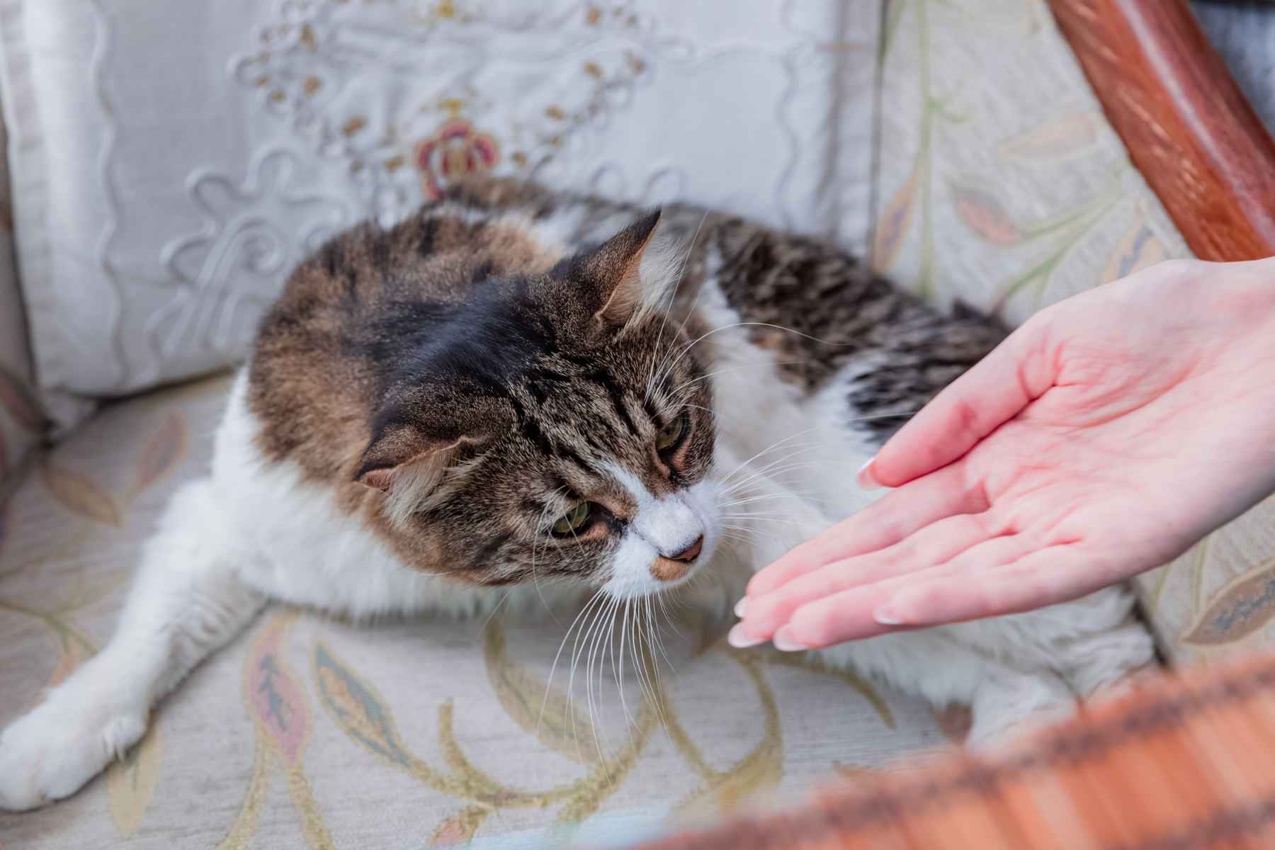 Cat sniffing its owner's hand