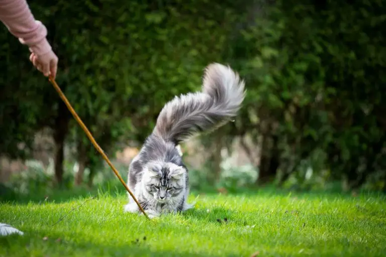 Cat having a puffed-up tail while playing outdoors