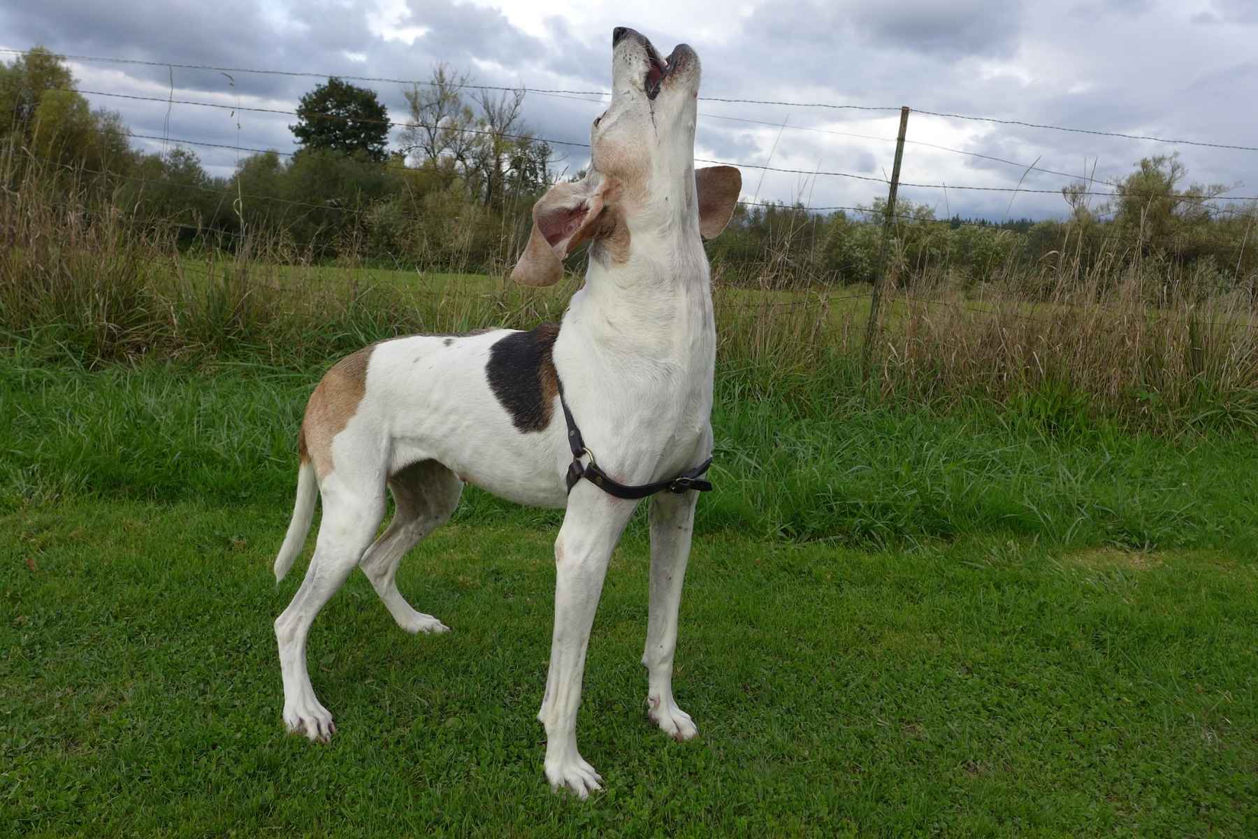 A howling dog standing on the lawn