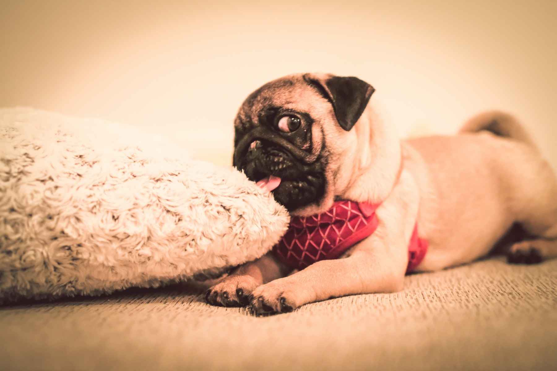 dog kneading stuffed animal