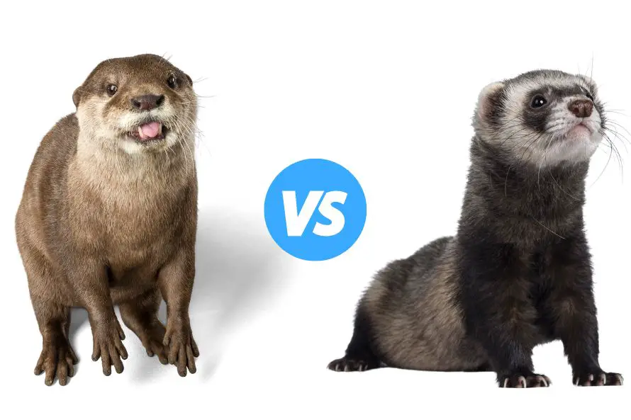 An otter versus a ferret