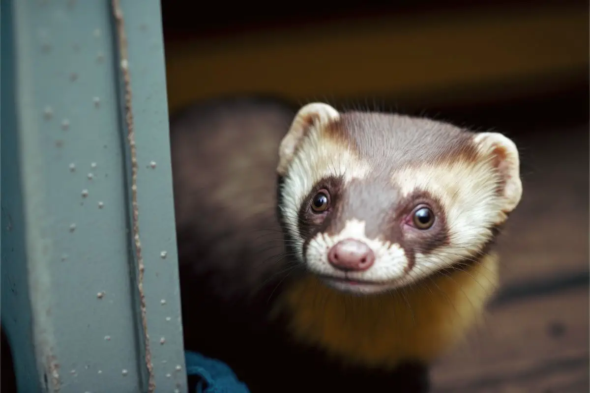 ferret looking for food