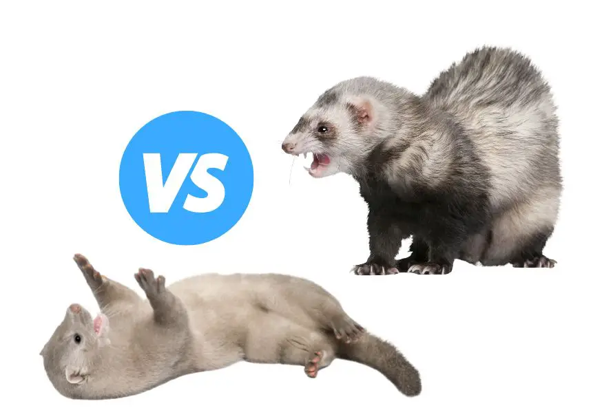 a mink versus a ferret