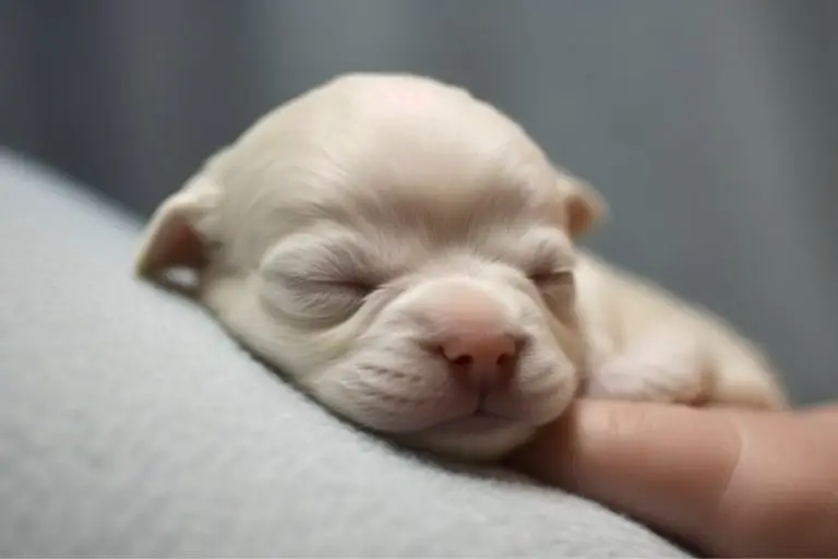 when do puppies open their eyes