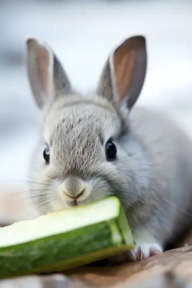 Pet rabbit eating a slice of cucumber